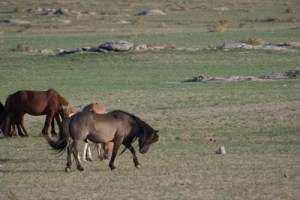 ikh-nartiin-chuluu17-31-04