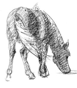 mongol-horse-grazing