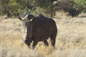 rhino-photo