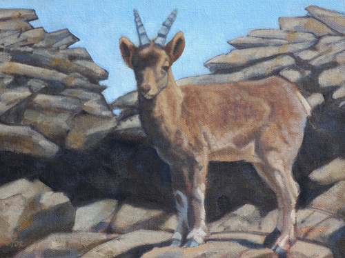 Young Ibex 9x12 oil