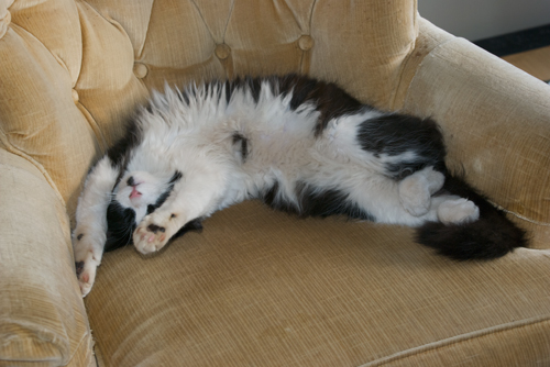 Alex, the amazing boneless cat