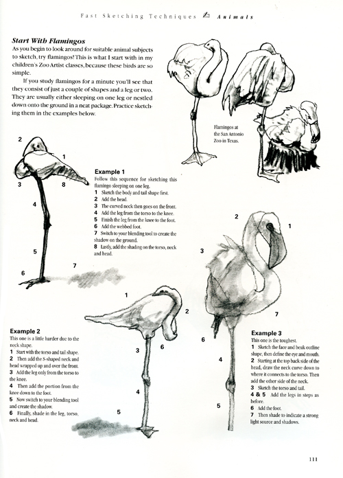 Instruction on how to work at zoos sketching animals
