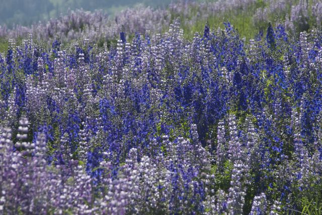 It was really a living tapestry of flowers