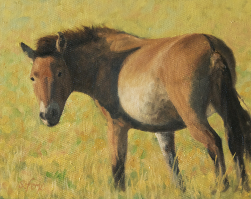 Takhi Mare, Hustai National Park, Mongolia 8x10 oil on canvasboard