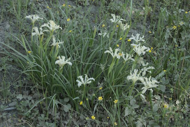 As a bonus, there were these white Douglas iris in bloom, too