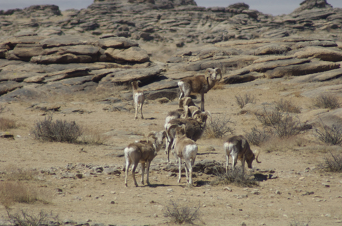 argali-group My "grand finale" sighting in 2005; a good-sized group; note the ewe left front wearing a radio collar