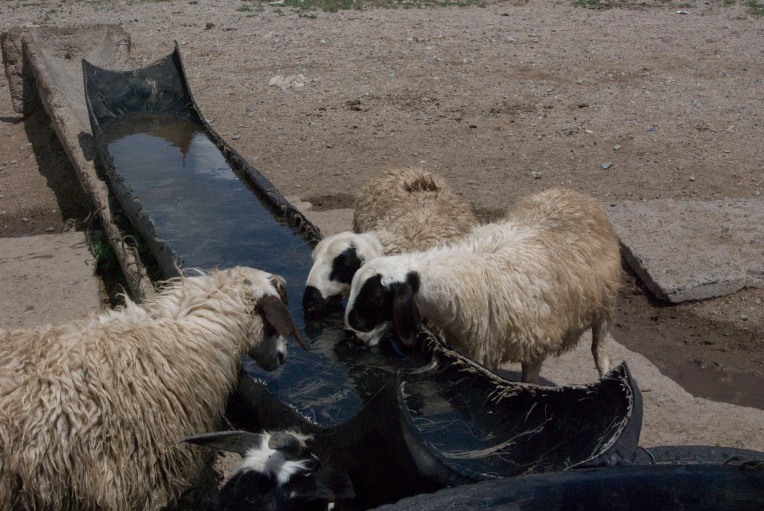 Sheep drinking the cool well water