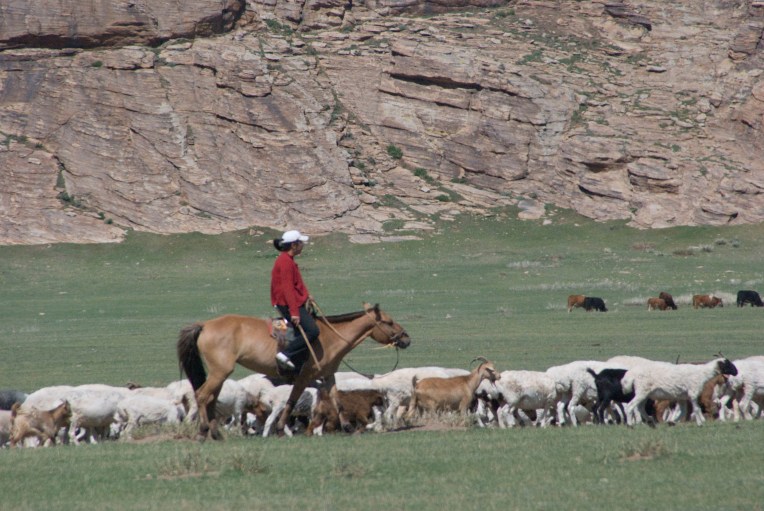 Traditional herding of goats and sheep