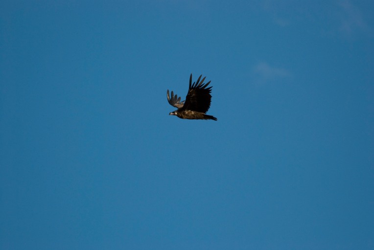 Cinereous vulture
