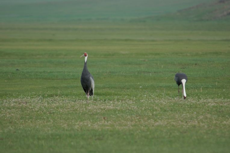 Endangered Siberian white-napped cranes; one of three pair in the reserve