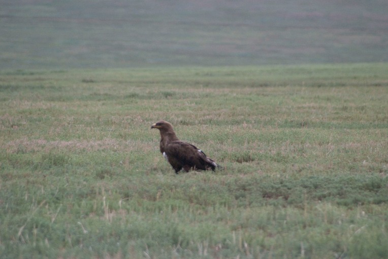 Young golden eagle by side of road