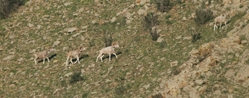 Argali-G-G
