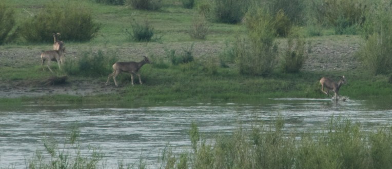 Detail: jumping in the river