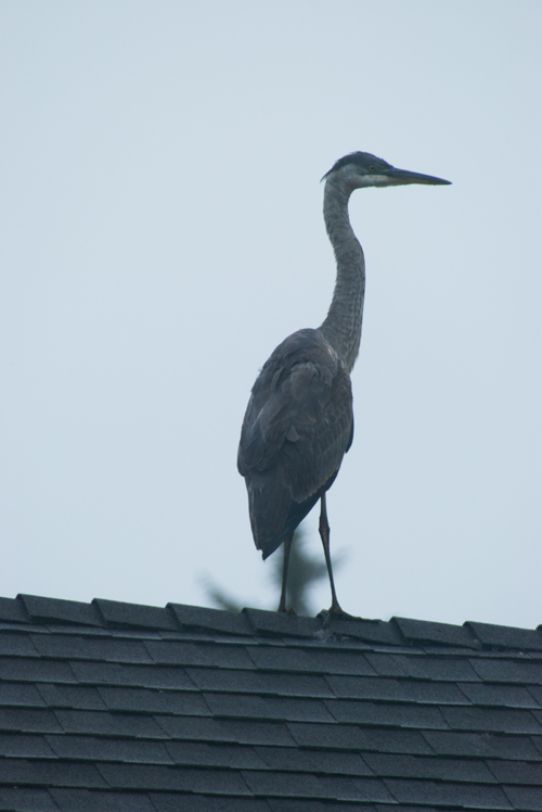 GBHeron