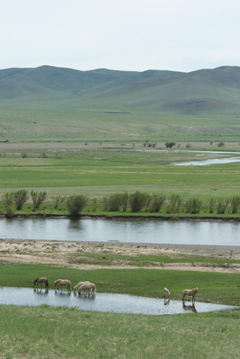 GG-river-with-horses Kherlen Gul valley, summer day, Gun-Galuut Nature Reserve