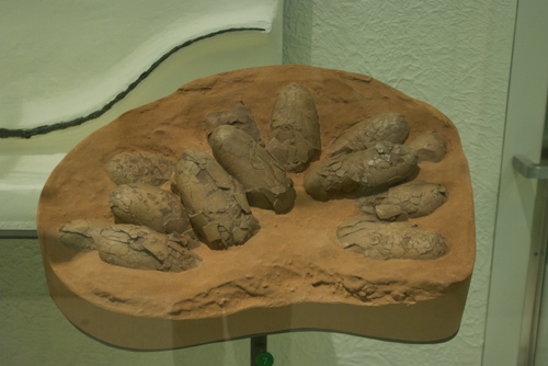 Fossil dinosaur eggs; they had one that you could touch, too!