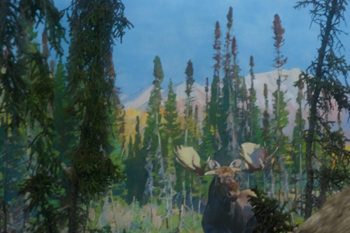 Moose, background detail