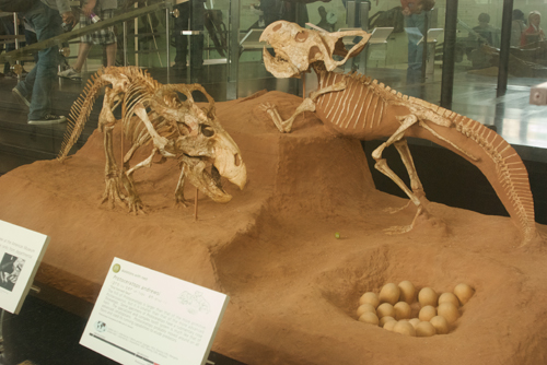 Protoceratops pair