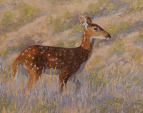 Young White-tail Deer 8x10" oil on canvasboard