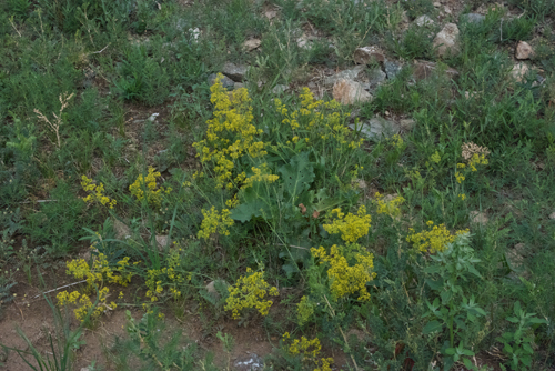 Bedstraw, Galium verum