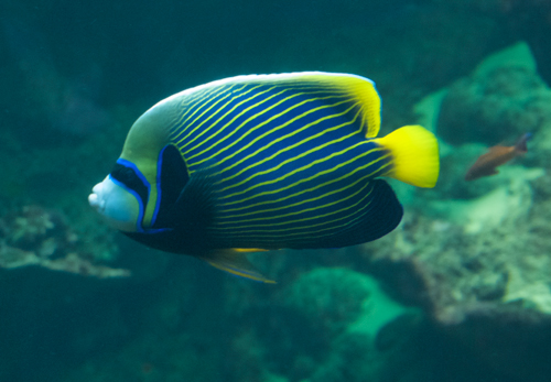 Butterfly-fish