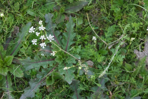 Caraway, carum carvi?