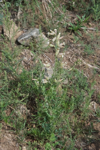 Catchfly, Silene jenisseensis