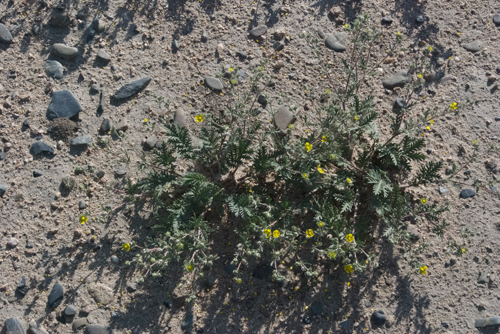 Cinquefoil sp.?