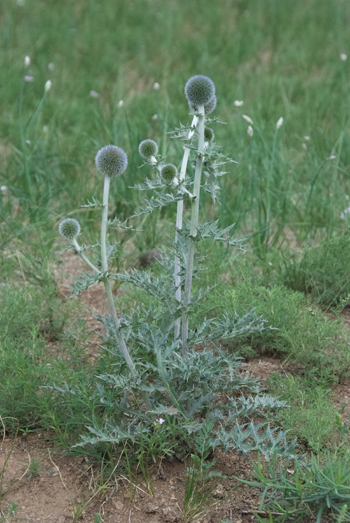 Globe thistle, Echinops latifolius