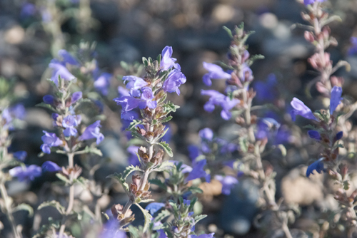 Hyssop, Lophanthus chinensis