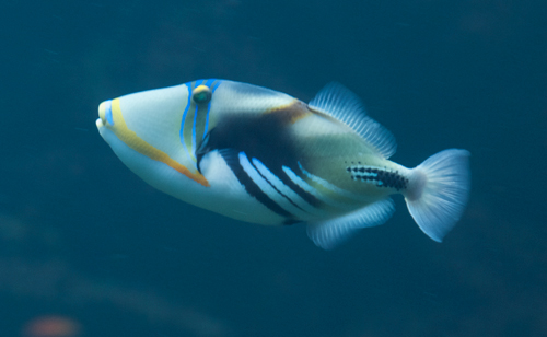 Lagoon-trigger-fish