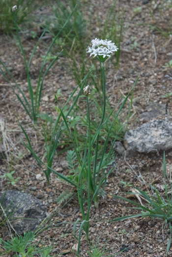 Onion, Allium odorum
