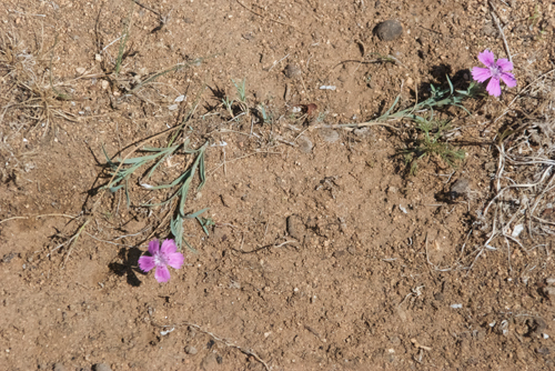 Pink, Dianthus versicolor
