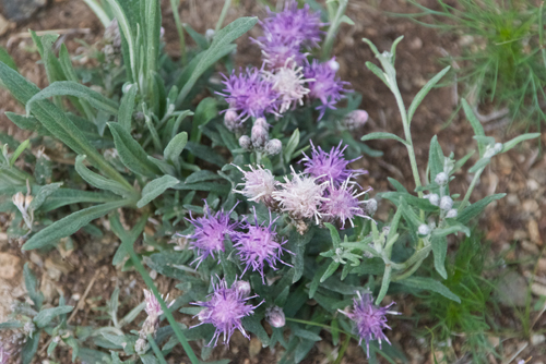 Sawwort, Saussurea amara
