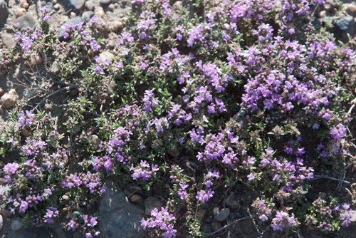 Thyme, Thymus globicus