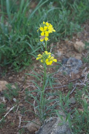 Wallflower, Erysimum flavum