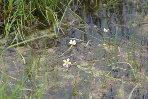Unknown aquatic flower