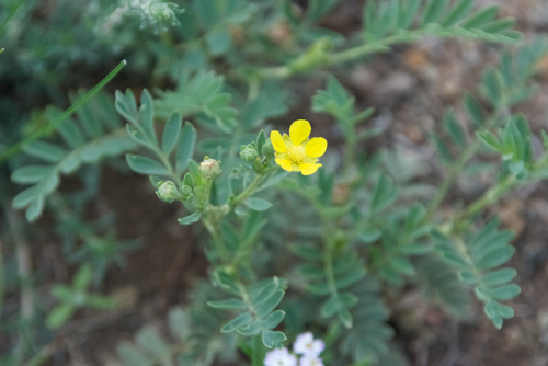 Unknown yellow flower