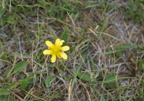 Unknown yellow flower