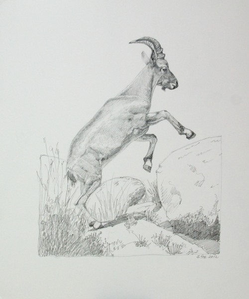 Ibex jumping