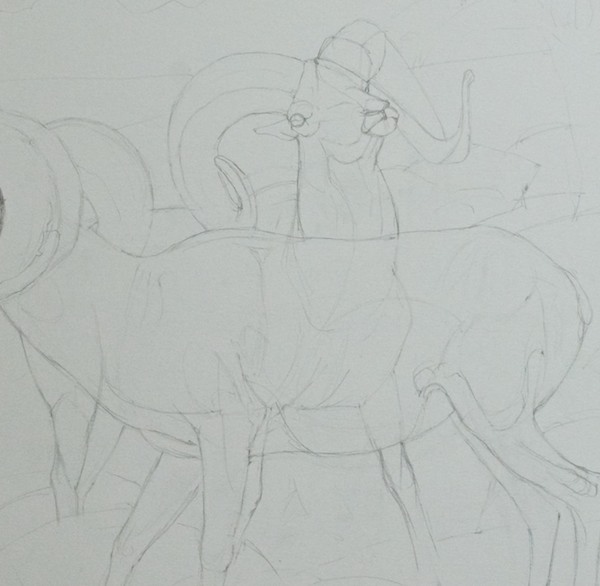 Beginning the graphite drawing; detail to show how I "drew through" the ram in back to make sure the parts all are in the right places. I used another piece of reference for the back legs since the ones in the photo didn't read well.