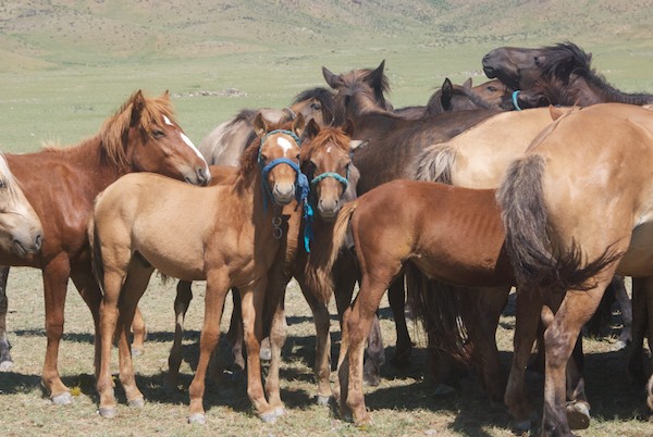Hustai to Arburd Sands