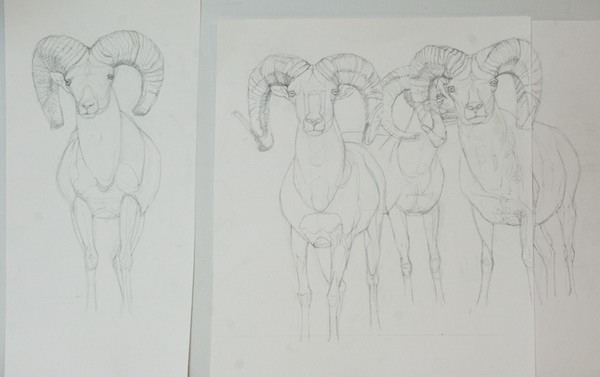 Graphite drawing; this was the third one and felt that I didn't need to go all the way to the same point. It was more important to get all the size and position relationships between the rams correct. The one in the back looked very odd in the reference photo, so I changed out his head for a profile instead of three quarters view