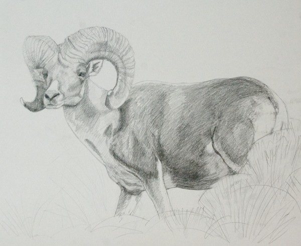 Finished drawing; graphite on vellum bristol