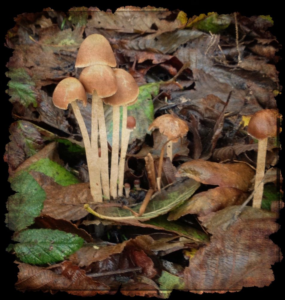 'Shrooms- iPhone photo processed with Camera Awesome using FX and a frame