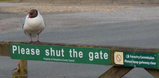 Black-headed gull, the New Forest