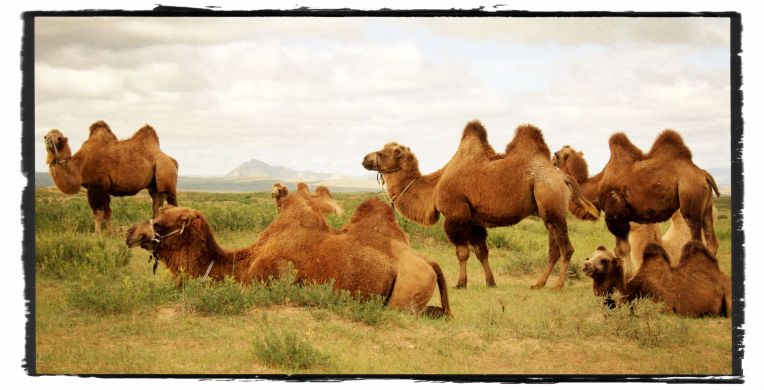 Bactrian camels with Zurgul Uul in the background, Bayan Onguul soum