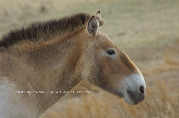 TTakhi stallion, April 2005- This was from my first trip to Mongolia in spring of 2005. It was freezing cold, literally, and it was very windy. But I was enchanted with my first look at the world's only true wild horse running free (I'd seen them for the very first time at the Berlin Zoo in October 2004). To me, this head shot sums up what they are about...a very special horse that looks like it just stepped out of a cave painting.