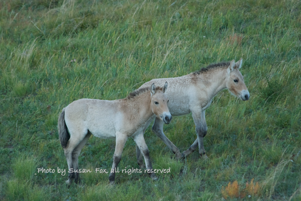Takhi foals, September 2008. I always look forward to seeing the new generation when I visit Hustai and of course the foals are fun to watch as they romp around and play. There are now around 300 takhi in Hustai and they are doing well.