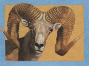Ikh Nart Argali Ram #1 oil 9x12"